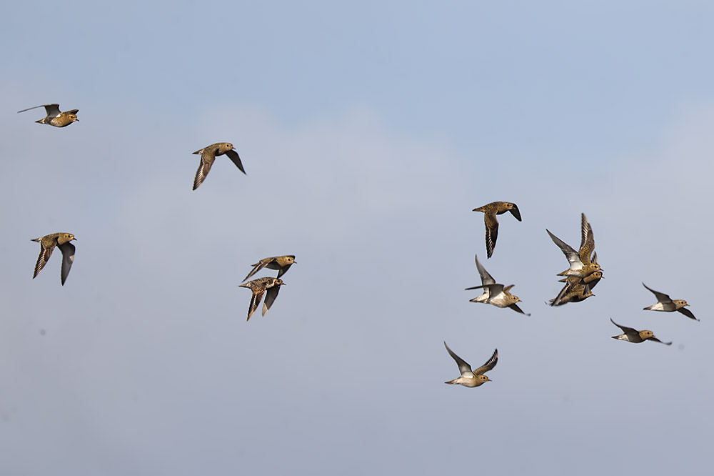 Golden plover